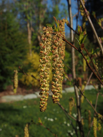 Alnus viridis subsp. sinuata P4299140 Alnus viridis subsp. sinuata P4299140