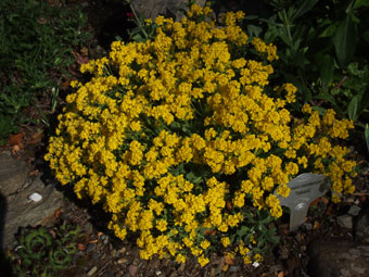 Alyssum montanum 'Tekara' P1019567 Alyssum montanum 'Tekara' P1019567