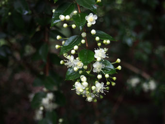 Amomyrtus luma P3166655 Amomyrtus luma P3166655