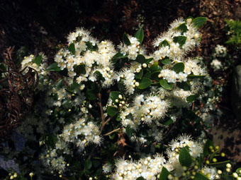 Amomyrtus luma P4239503 Amomyrtus luma P4239503