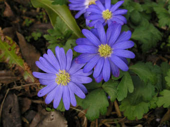 Anemone blanda 'Blue Shades'