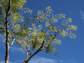 Aralia elata P9112682 Aralia elata P9112682