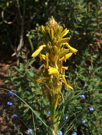 Asphodeline lutea P5017210 Asphodeline lutea P5017210