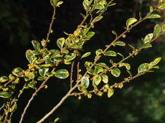 Azara microphylla 'Variegata' P3126592