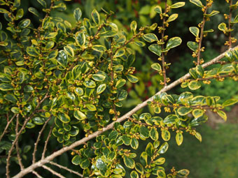 Azara microphylla 'Variegata' P3257969 Azara microphylla 'Variegata' P3257969
