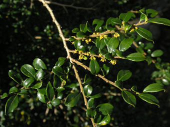 Azara microphylla P3134835 Azara microphylla P3134835