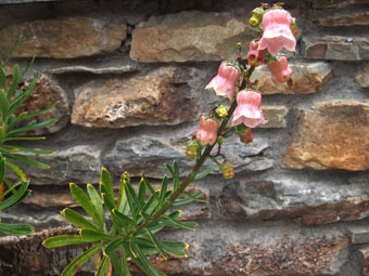 Azorina vidalii P7221548