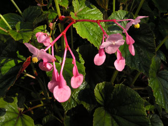Begonia grandis subsp. evansiana PA070794 Begonia grandis subsp. evansiana PA070794