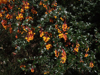 Berberis darwinii P1018131 Berberis darwinii P1018131