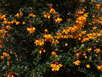 Berberis darwinii P4238790 Berberis darwinii P4238790