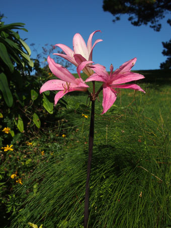 Brunsvigia rosea PA013310