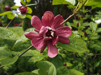 Calycanthus 'Hartlage Wine' P5249628