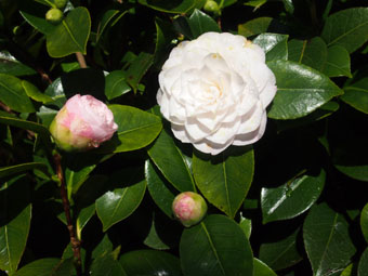 Camellia japonica 'Commander Mulroy' P3046329