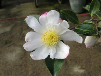 Camellia sasanqua 'Narumi-gata' PC252218