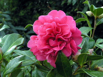 Camellia × williamsii 'Anticipation' P3104610