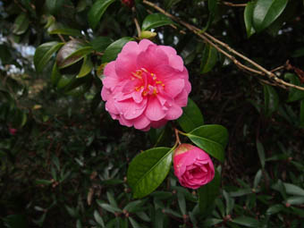 Camellia � williamsii 'Debbie'