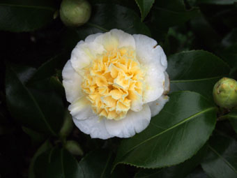 Camellia × williamsii 'Jury’s Yellow' P3096430 Camellia × williamsii 'Jury’s Yellow' P3096430