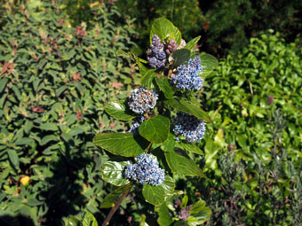 Ceanothus arboreus 'Trewithen Blue' P3116517 Ceanothus arboreus 'Trewithen Blue' P3116517