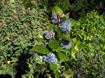 Ceanothus arboreus 'Trewithen Blue' P3116517