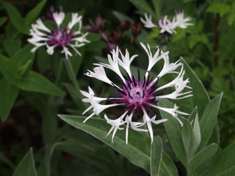 Centaurea 'Purple Heart' P4307190 Centaurea 'Purple Heart' P4307190
