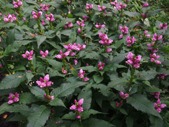 Chelone glabra P9142782 Chelone glabra P9142782