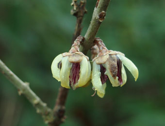 Chimonanthus praecox PC294539 Chimonanthus praecox PC294539