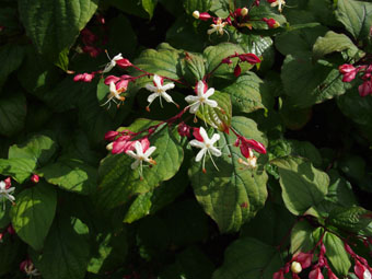 Clerodendrum trichotomum P9134470 Clerodendrum trichotomum P9134470