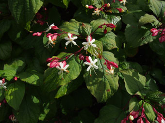 Clerodendrum trichotomum P9134470