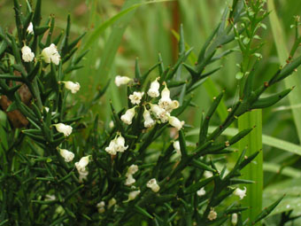 Colletia paradoxa PA279276