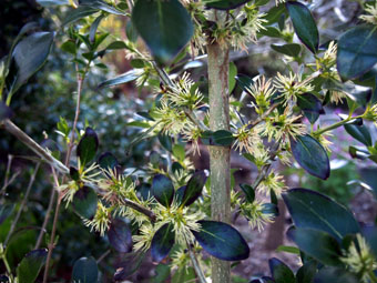 Coprosma lucida P4279038 Coprosma lucida P4279038