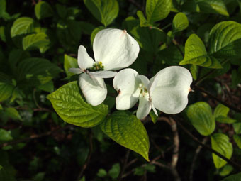 Cornus florida P5047240 Cornus florida P5047240