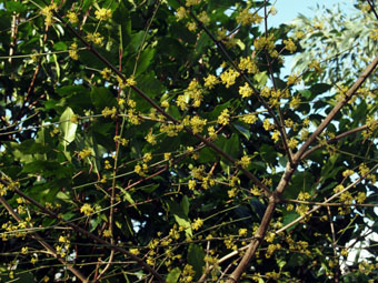 Cornus mas P2126175 Cornus mas P2126175