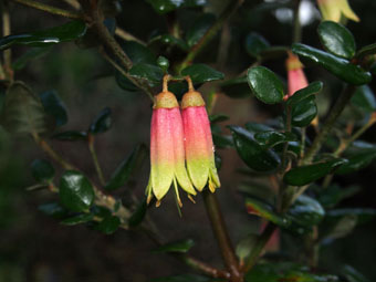 Correa 'Marian's Marvel' P3206694 Correa 'Marian's Marvel' P3206694