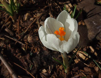 Crocus vernus 'Jeanne d'Arc'
