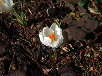 Crocus vernus 'Jeanne d'Arc' P2187276 Crocus vernus 'Jeanne d'Arc' P2187276