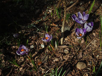Crocus vernus 'Pickwick'