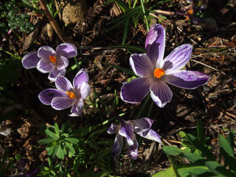 Crocus vernus 'Pickwick' P3046352 Crocus vernus 'Pickwick' P3046352
