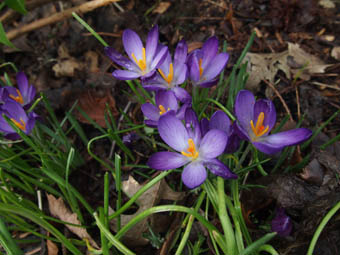 Crocus vernus 2 Crocus vernus 2