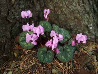 Cyclamen coum P1034693 Cyclamen coum P1034693
