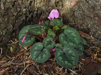 Cyclamen coum PC174354