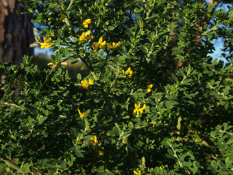 Cytisus PB234207 Cytisus PB234207