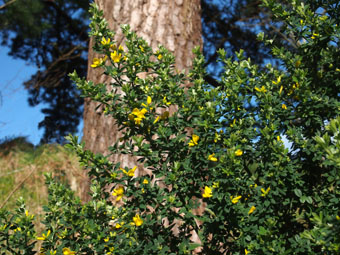 Cytisus sp. P3046292 Cytisus sp. P3046292