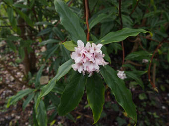 Daphne bholua 'Jacqueline Postill'