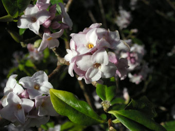 Daphne bholua 'Jacqueline Postill' P1182435 Daphne bholua 'Jacqueline Postill' P1182435