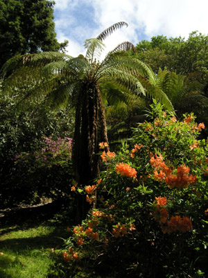 Derreen Garden tree fern Derreen Garden tree fern