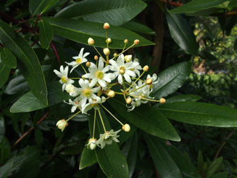 Drimys winteri P5027216 Drimys winteri P5027216