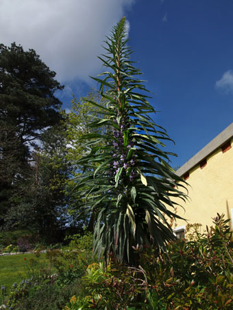 Echium pininana P5017204 Echium pininana P5017204