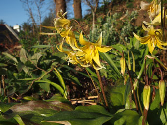 Erythronium 'Pagoda' P4309177 Erythronium 'Pagoda' P4309177