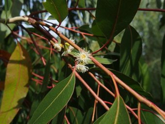 Eucalyptus viminalis P9022513 Eucalyptus viminalis P9022513