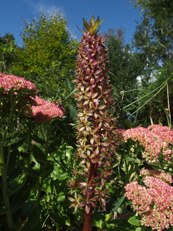 Eucomis humilis 'Twinkle Stars' P9112728 Eucomis humilis 'Twinkle Stars' P9112728